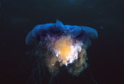 Blue jellyfish.
Isle of Lewis, Hebrides.
F90X, 16mm. by Mark Thomas 